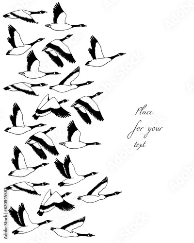 Vector card with hand drawn flock of flying wild geese. Beautiful animal design elements, ink drawing.