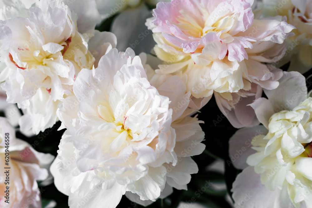 Close up of beautiful white peonies bouquet Close up of beautiful white peonies bouquet