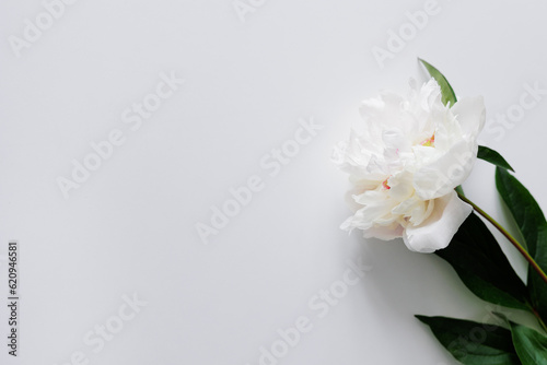 Single white peony on white with copy space