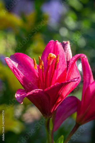 Blooming pink lily on a green background on a summer sunny day macro photography. Garden lillies with bright pink petals in summer, close-up photography. 