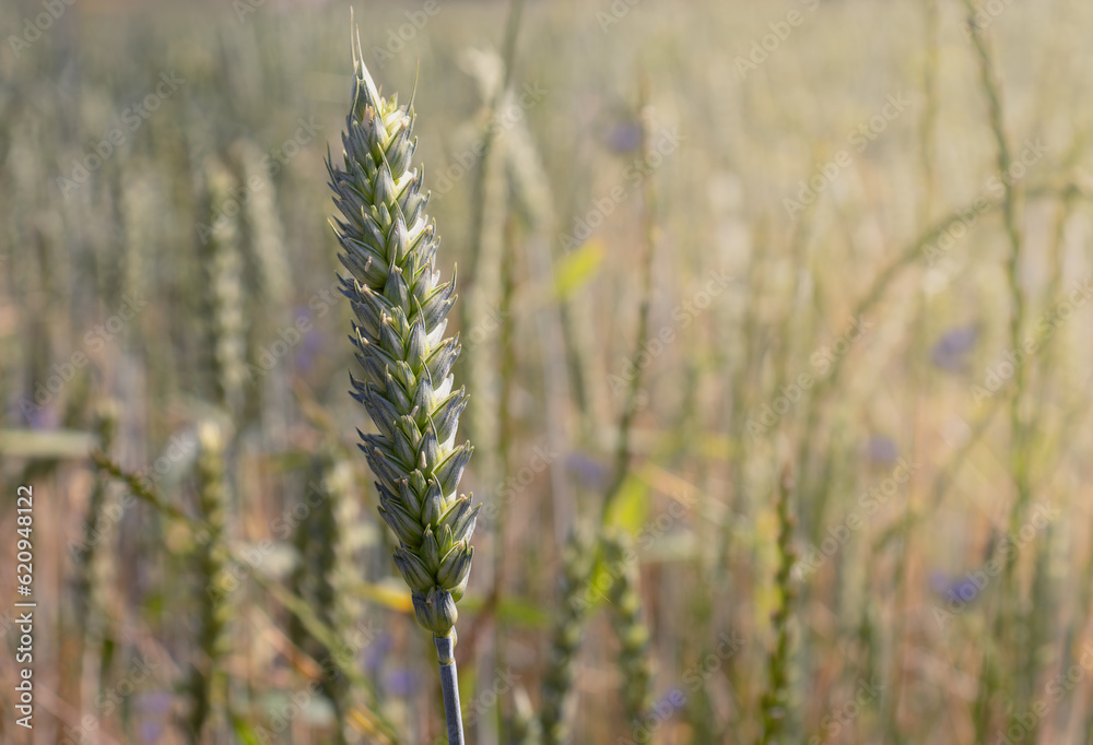 Summer landscape background with ears of wheat filled with morning sunlight Summer landscape background with ears of wheat filled with morning sunlight