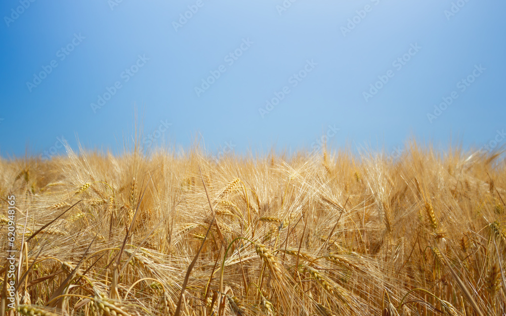 Summer landscape background with ears of wheat against the background of the sky. Wheat field
