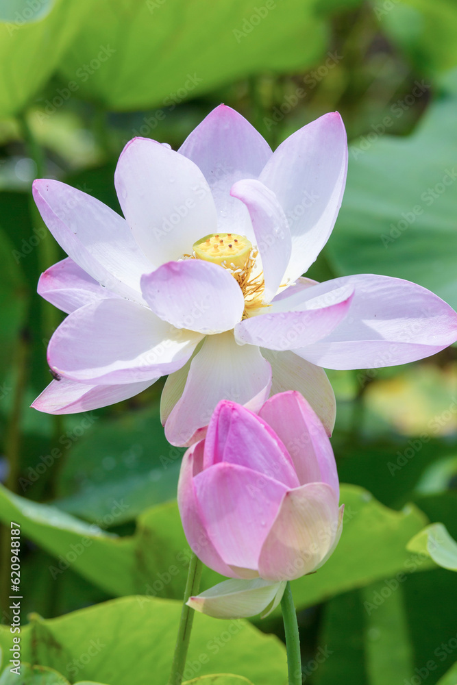 雨上がりに綺麗に咲いたうすピンク色の蓮の花 雨上がりに綺麗に咲いたうすピンク色の蓮の花