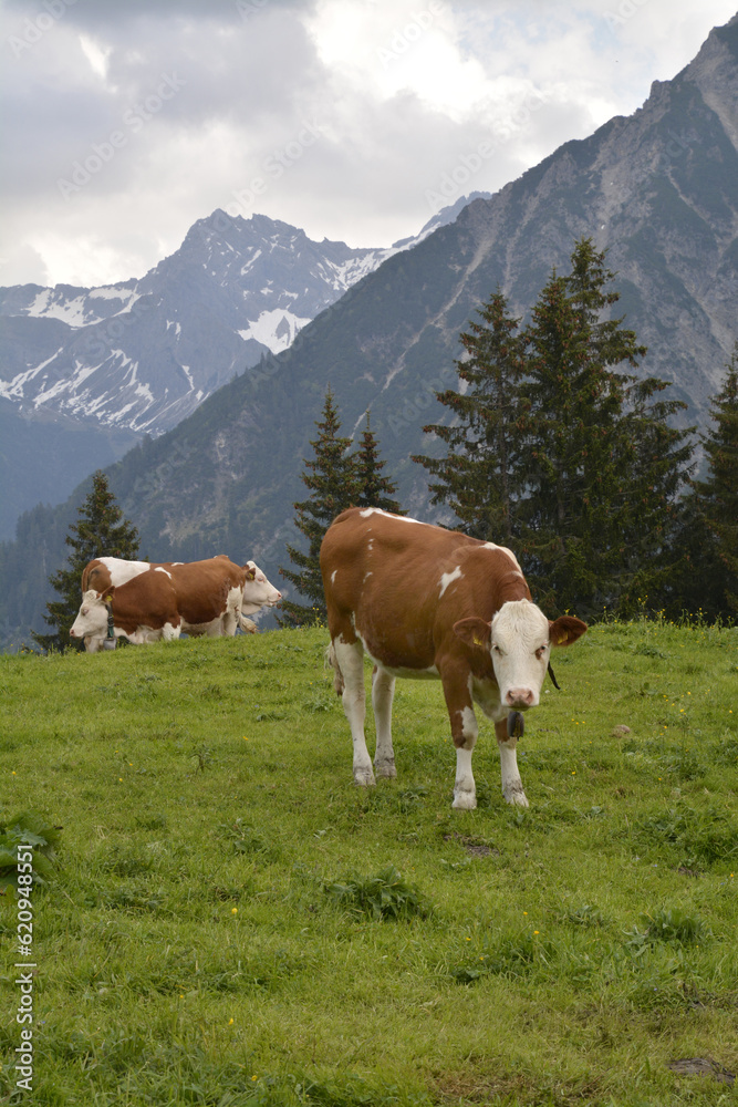 kuh auf weide