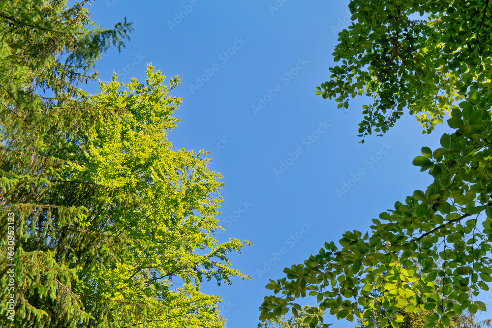 Trees against the blue sky. Trees against the blue sky.