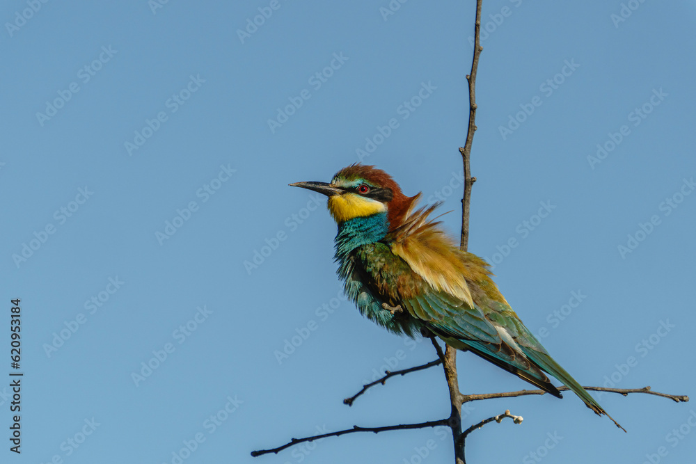 custom made wallpaper toronto digitalEuropean Bee-eater (Merops apiaster) in its natural habitat