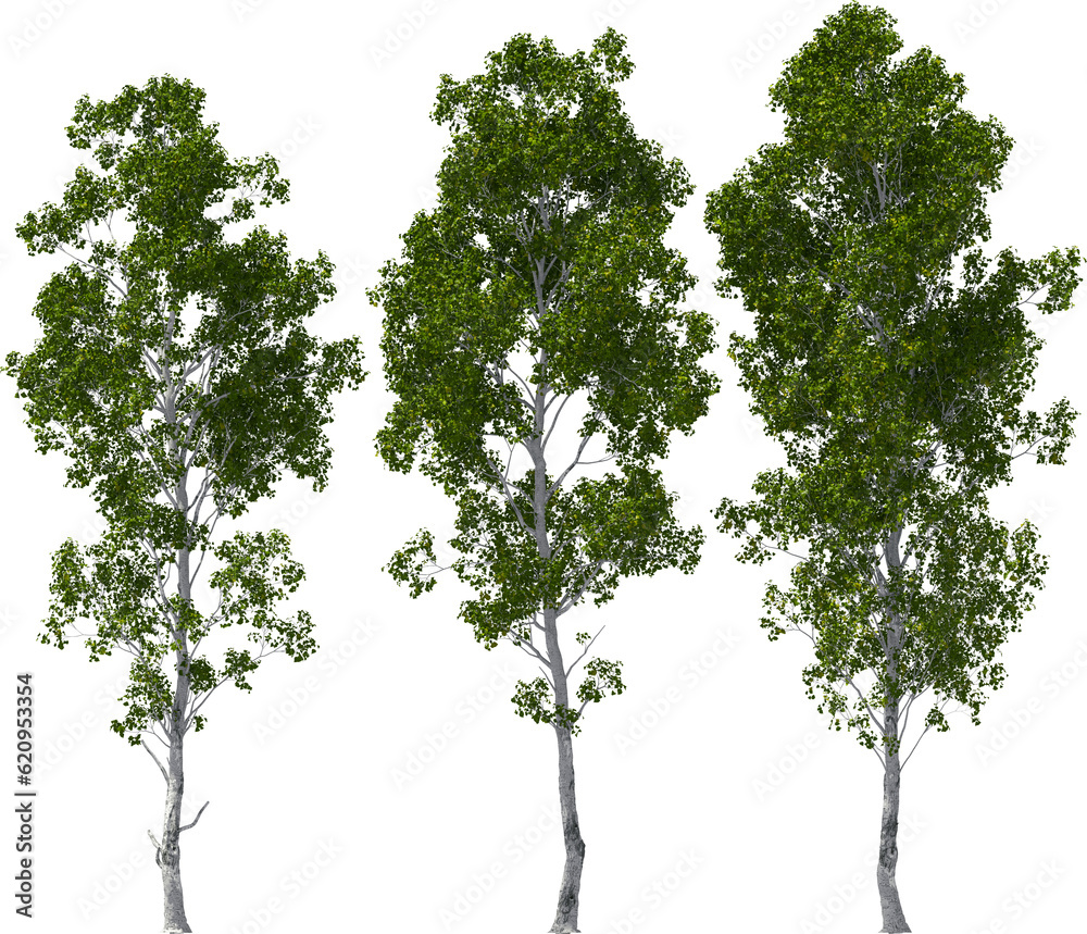 american trembling poplar aspen hq arch viz cutout 3d render