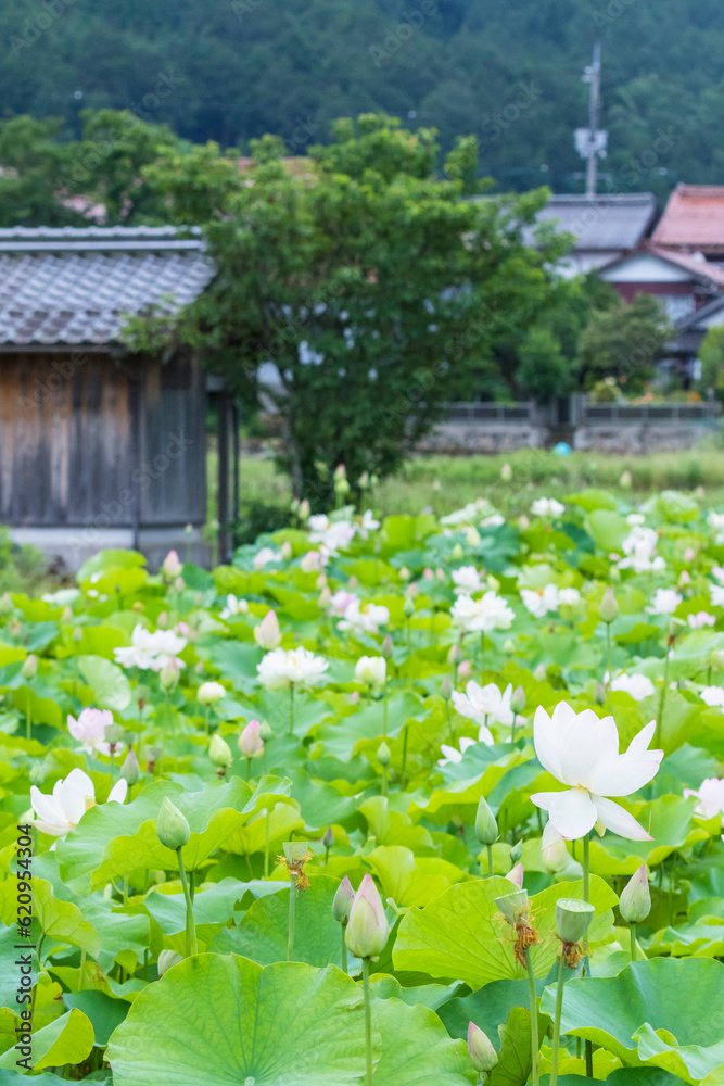 蓮の花が咲く町の風景 鳥取県 鹿野町