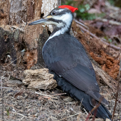 Pileated woodpecker
Bird
