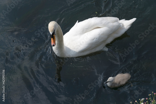 Fototapeta Naklejka Na Ścianę i Meble -  swan and duckling in Sile river water, Treviso, Italy