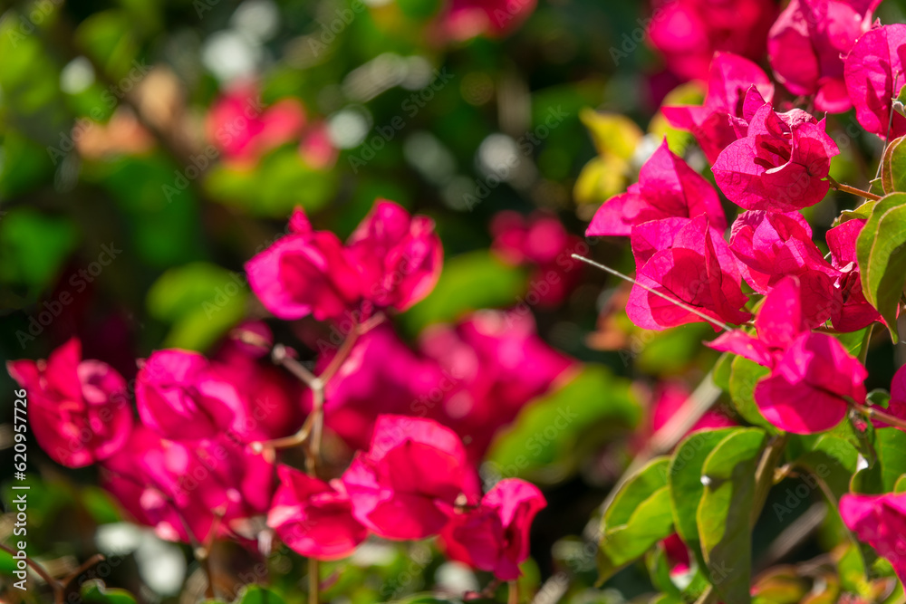 Close up of boungainvillea flowers