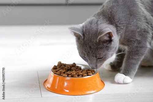 Cat Eating from Bowl. Young Cat Eats Food, Licking Tongue. Feline Feeding at Home Floor Background. Tabby Cat Eating Meat, Meal, Looking up, Down. Front View. Pet Food Banner. Domestic Animals Food
