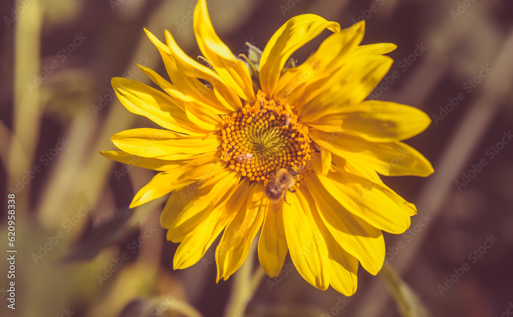 flower sunflower with bee sitting on it

