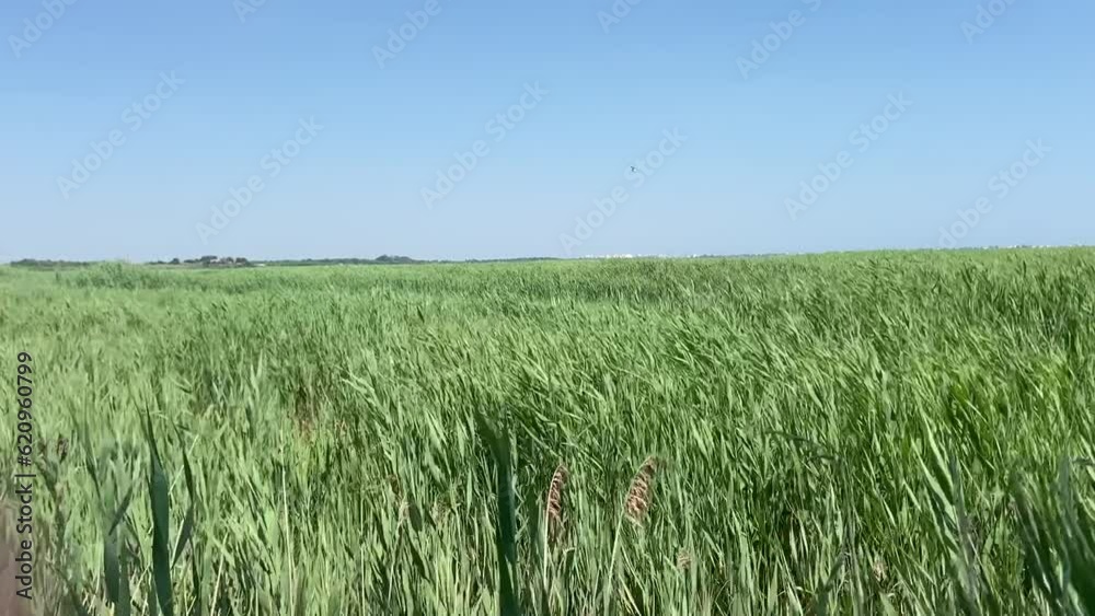 Roseaux de la réserve naturelle de l’étang du Méjean, Occitanie