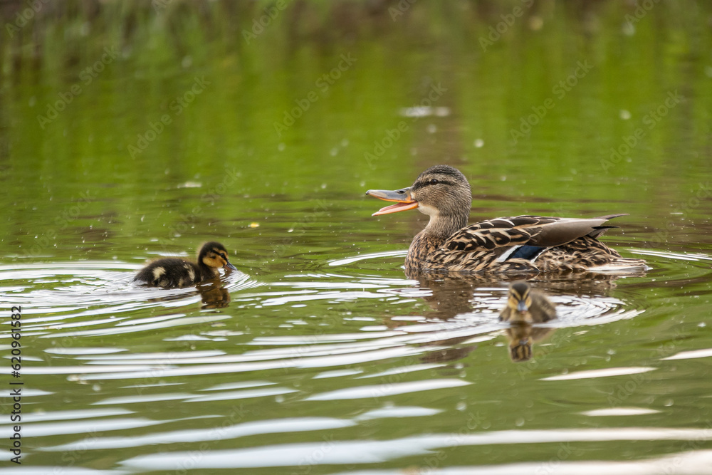 Wild nature. Duck with a brood of ducklings on the pond