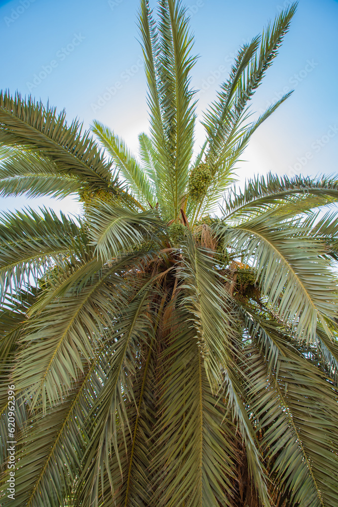 A beautiful and big palm tree