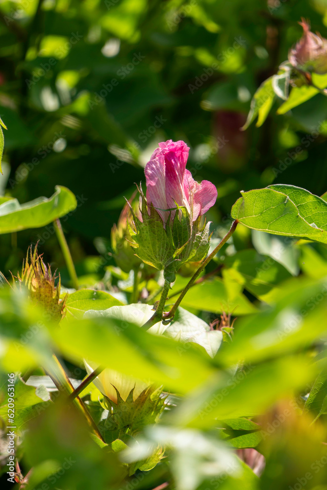 Delicate pink cotton flower in sunlight close-up among green foliage. Delicate pink cotton flower in sunlight close-up among green foliage.