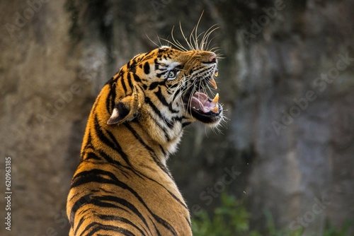portrait of a tiger © Iman
