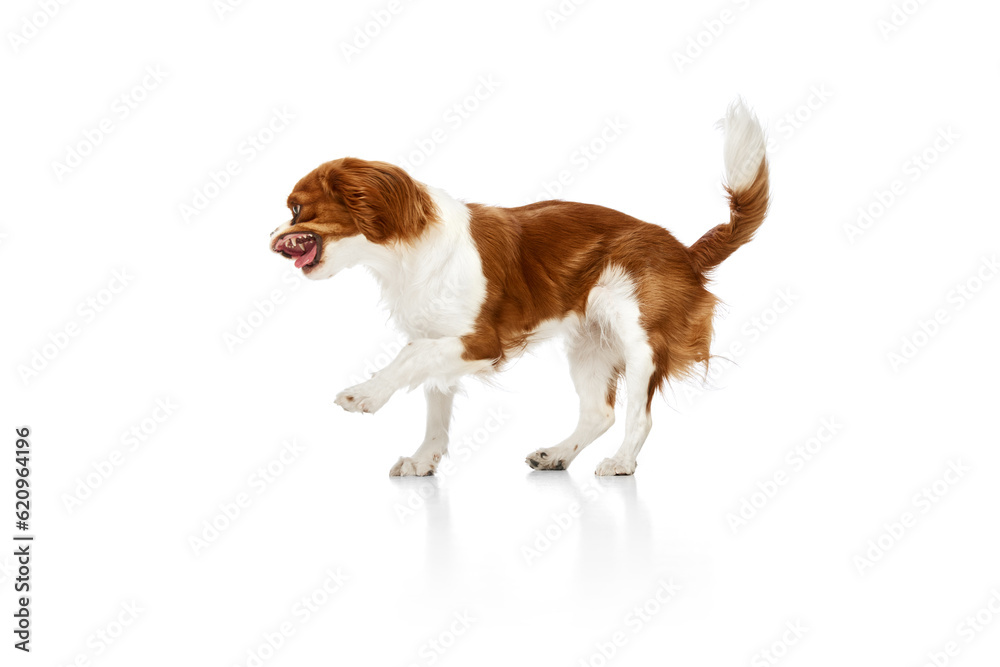 Beautiful, lovely dog of Cavalier King Charles Spaniel in motion, walking against white studio background. Concept of animal, pets, care, pet friend, vet, action, fun, emotions, ad Beautiful, lovely dog of Cavalier King Charles Spaniel in motion, walking against white studio background. Concept of animal, pets, care, pet friend, vet, action, fun, emotions, ad
