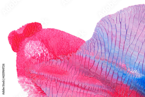 blue pink abstract acrylic painting color texture on white paper background by using rorschach inkblot method