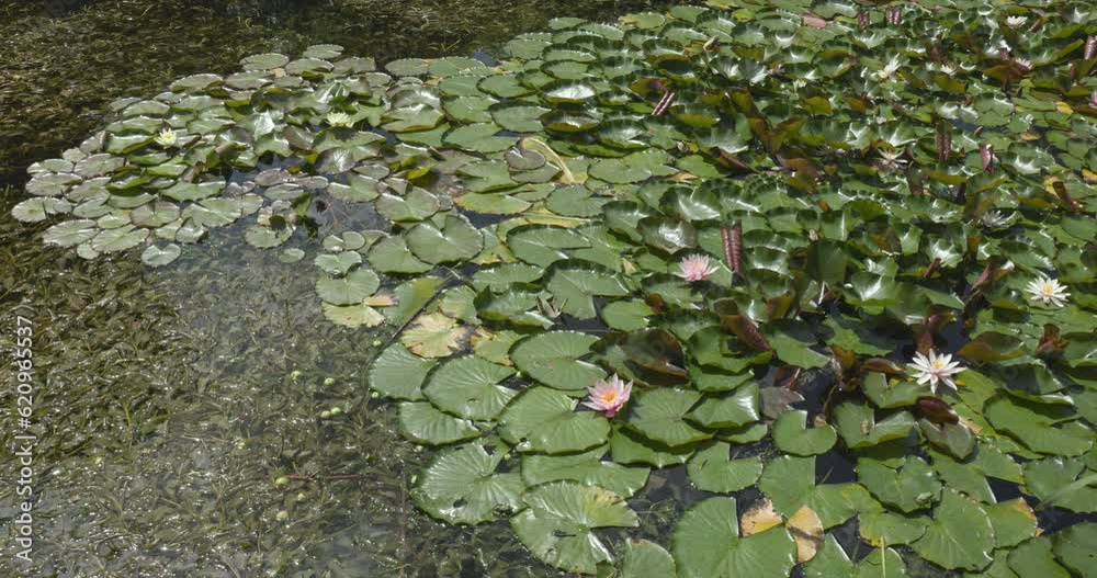 Water lily and lotus leaves on the surface of the pond Water lily and lotus leaves on the surface of the pond