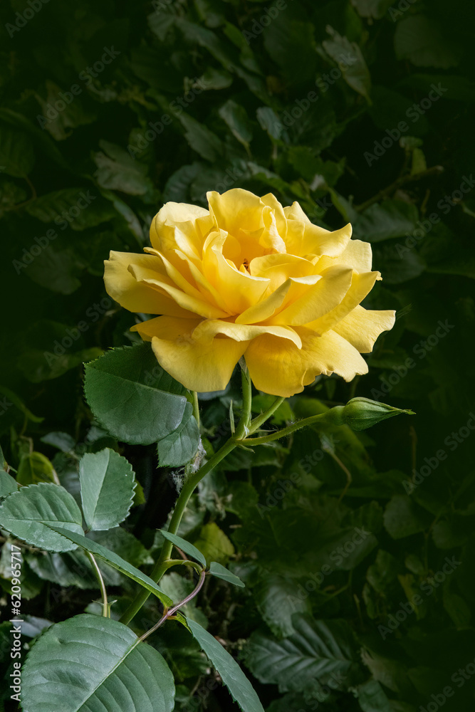 Yellow rose in bloom. Roses in the garden. Delicate petals Yellow rose in bloom. Roses in the garden. Delicate petals