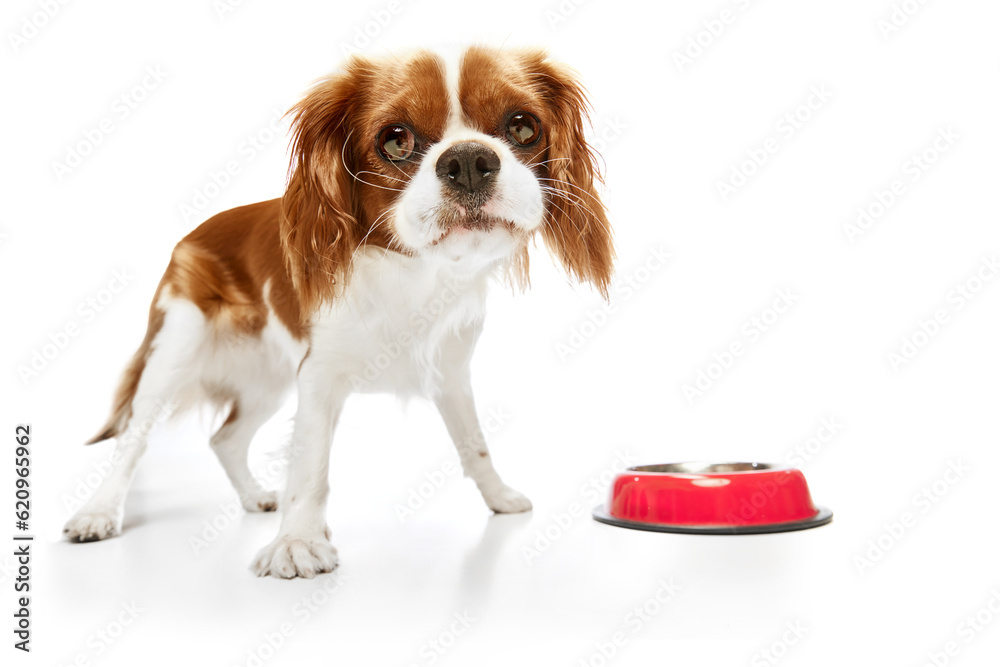 Hungry look. Cute, purebred dog of Cavalier King Charles Spaniel looking with big eyes against white studio background. Concept of animal, pets, care, pet friend, vet, action, fun, emotions, ad