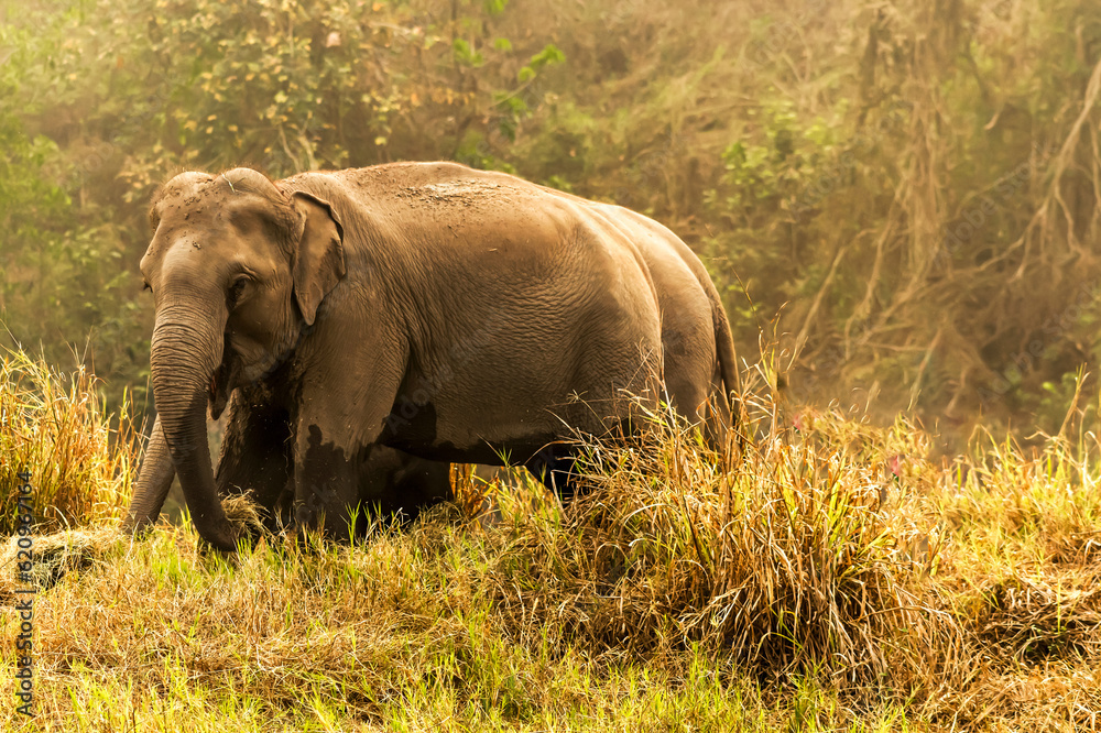 Asian elephants enjoy life in jungle, Asian Elephant Wild Life animal