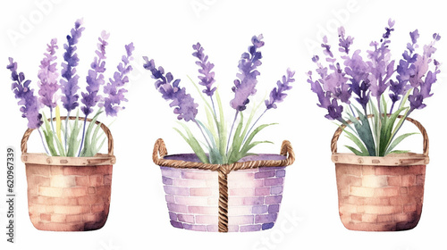 lavender flowers in a pot HD 8K wallpaper Stock Photographic Image