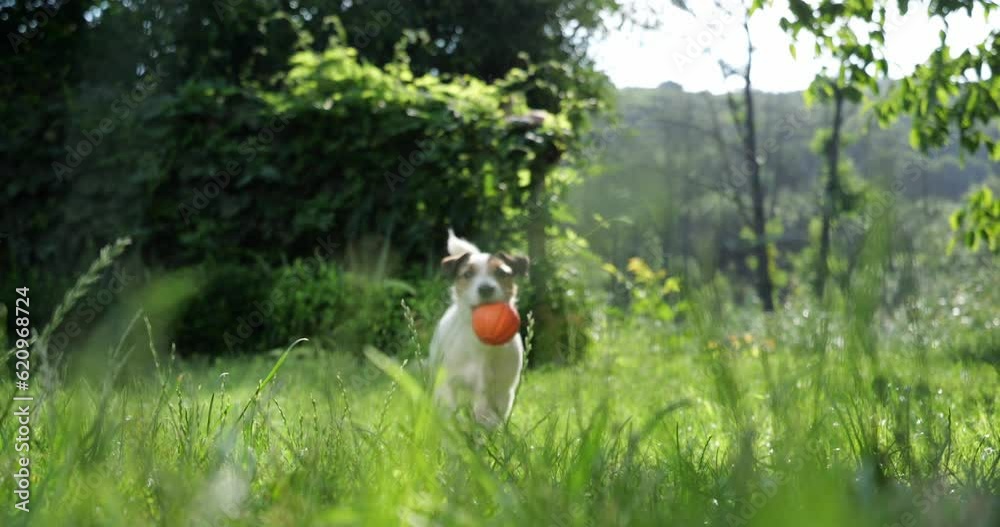 The dog runs after the ball on the grass and brings it. Play outdoors with your pet.