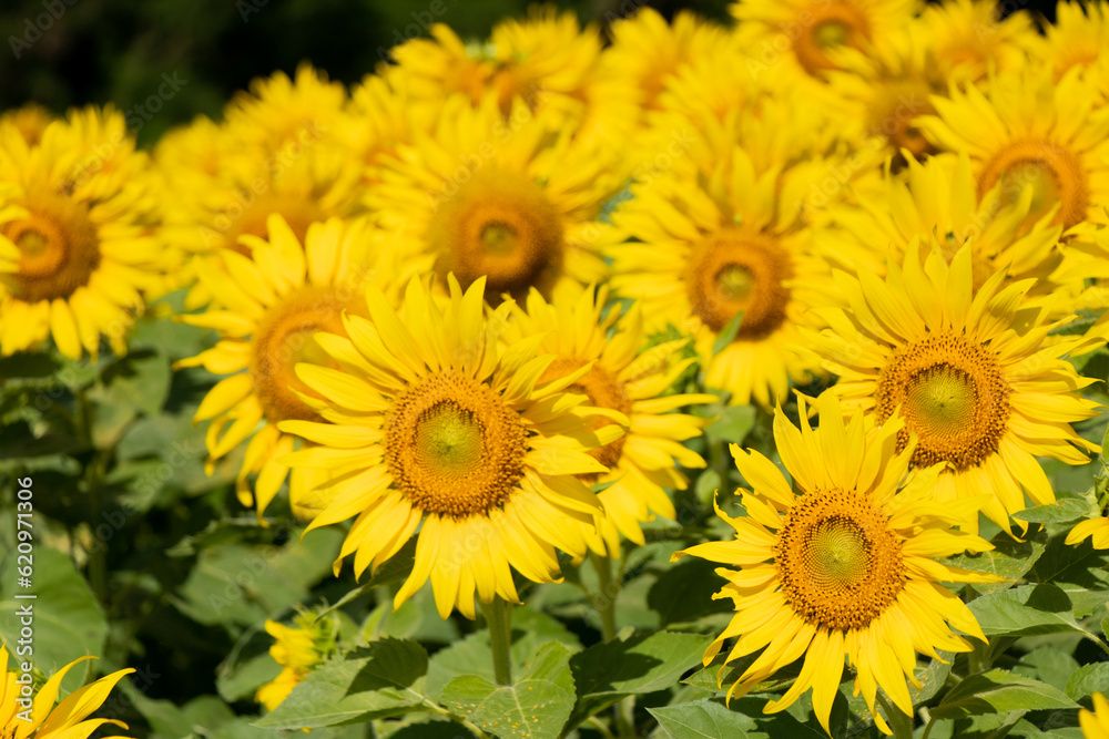 Beautiful yellow color sunflower in the agriculture farm background