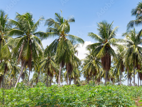 Coconut plantation in Chonburi, Thailand