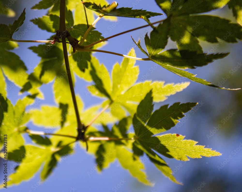 Shadows of Maple Shadows of Maple