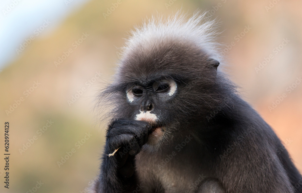portrait of a wild dusky leaf monkey chewing on a stick, Railay Beach, Krabi, Thailand