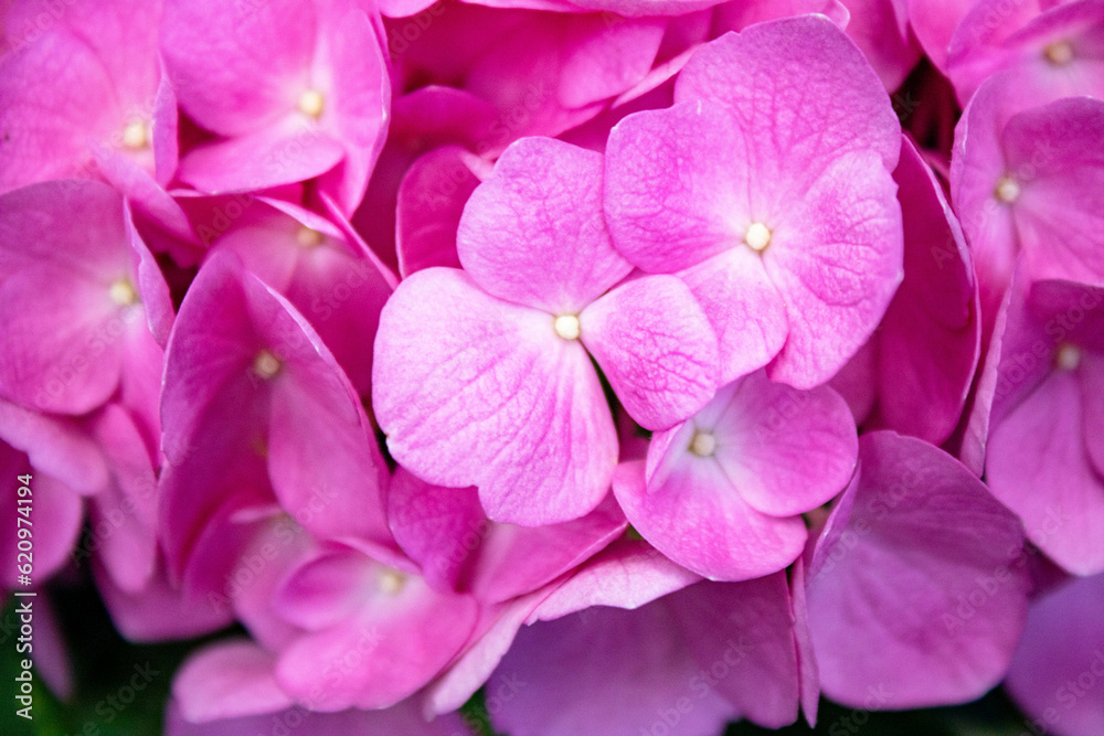 close up of pink hydrangea flower
