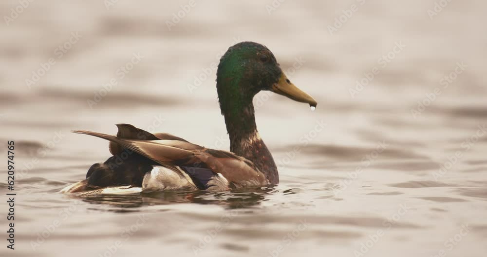 Close-Up Mallard Duck Anas Platyrhynchos On The Water Slow Motion Close-Up Mallard Duck Anas Platyrhynchos On The Water Slow Motion