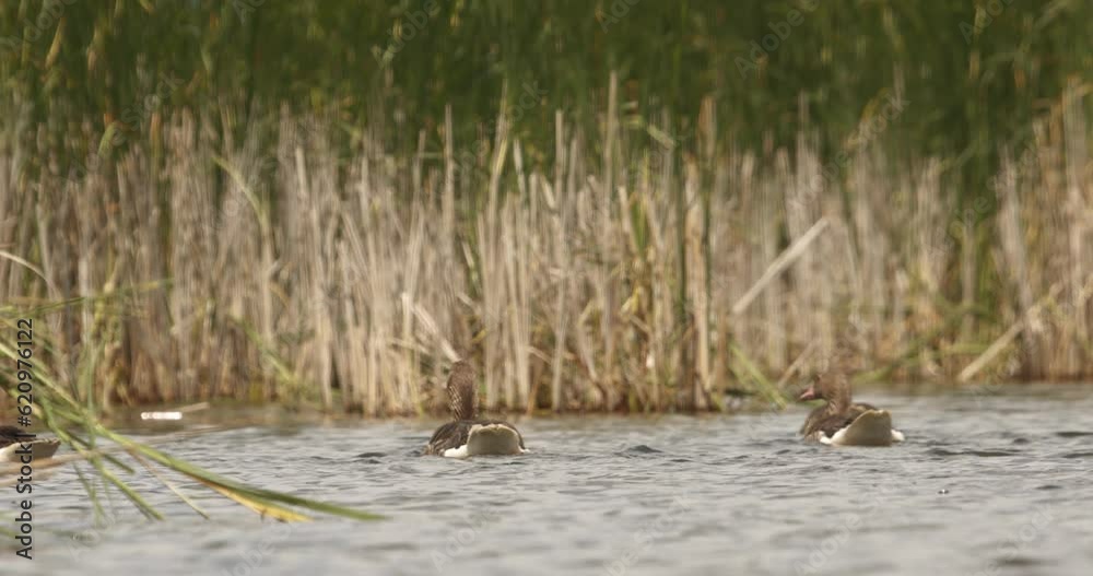 Slow Motion Mallard Anas Platyrhynchos On Lake