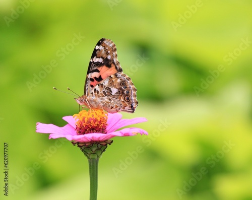 Beautiful Butterfly on the pink zinnia flowers