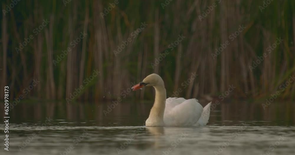 Mute Swan Bird -Cygnus Olor - In Natural Habitat Slow Motion Image Mute Swan Bird -Cygnus Olor - In Natural Habitat Slow Motion Image