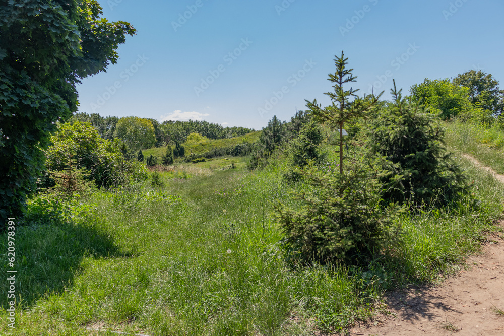 Summer landscape of the park. Beautiful landscape.