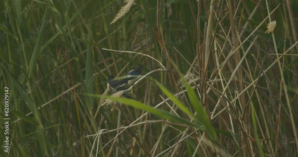 Two Barn Swallow Hirundo Rustica. The Bird Sits On A Reed Slow Motion Image Two Barn Swallow Hirundo Rustica. The Bird Sits On A Reed Slow Motion Image