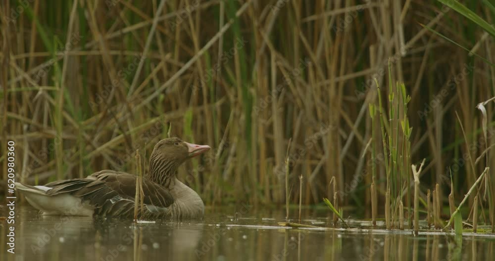 Adult Leucistic Female Mallard Duck Anas Platyrhynchos Slow Motion Image Adult Leucistic Female Mallard Duck Anas Platyrhynchos Slow Motion Image