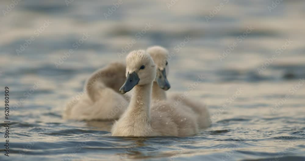 Juvenile Mute Swan Bird -Cygnus Olor - In Natural Habitat Slow Motion Image Juvenile Mute Swan Bird -Cygnus Olor - In Natural Habitat Slow Motion Image