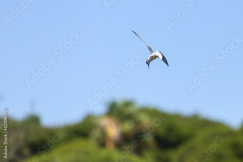 O espet  culo das aves marinhas sobrevoando a Ria Formosa  no Algarve em Portugal     uma verdadeira sinfonia da natureza. 