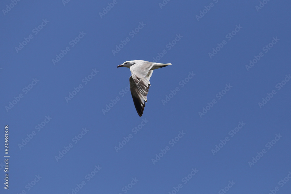O espetáculo das aves marinhas sobrevoando a Ria Formosa, no Algarve em Portugal, é uma verdadeira sinfonia da natureza. O espetáculo das aves marinhas sobrevoando a Ria Formosa, no Algarve em Portugal, é uma verdadeira sinfonia da natureza.
