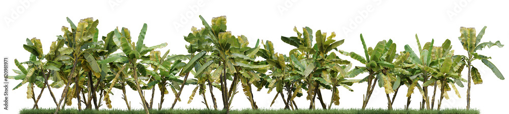 Evergreen banana Tree and grass field in nature, Trees on garden in summer, Tropical forest isolated on transparent background - PNG file, 3D rendering illustration for create and design or etc Evergreen banana Tree and grass field in nature, Trees on garden in summer, Tropical forest isolated on transparent background - PNG file, 3D rendering illustration for create and design or etc