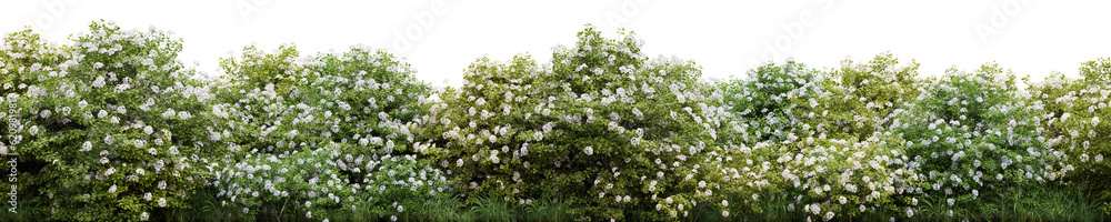 Evergreen spiraea betulifolia tree in nature,  Flowers bush on the garden in springtime, Tropical forest isolated on transparent background - PNG file, 3D rendering illustration