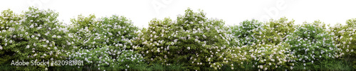 Evergreen spiraea betulifolia tree in nature, Flowers bush on the garden in springtime, Tropical forest isolated on transparent background - PNG file, 3D rendering illustration