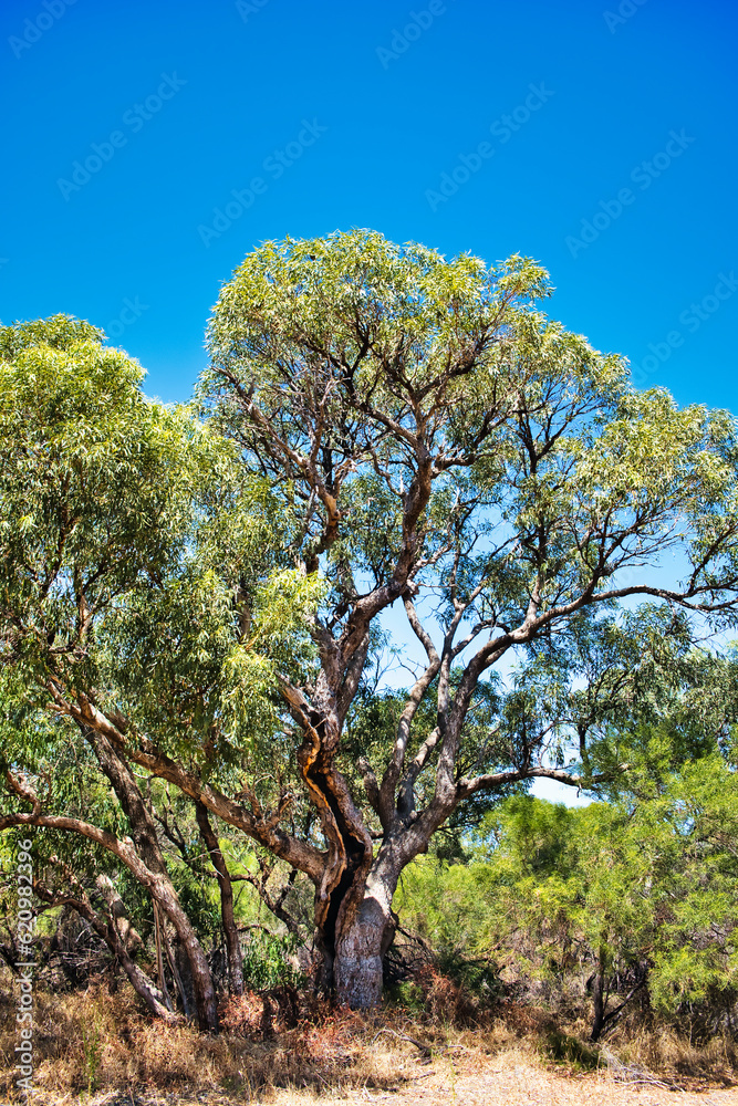 A gnarled old Eucalyptus gomphocephala or tuart, endemic to the southwest of Western Australia, in Badgingarra National Park.
