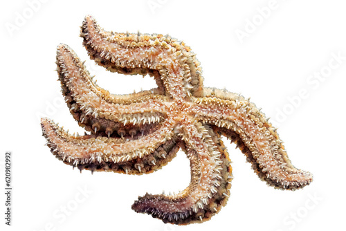 Isolated starfish bottom closeup view with white background. Wild sea and ocean nature and animals theme